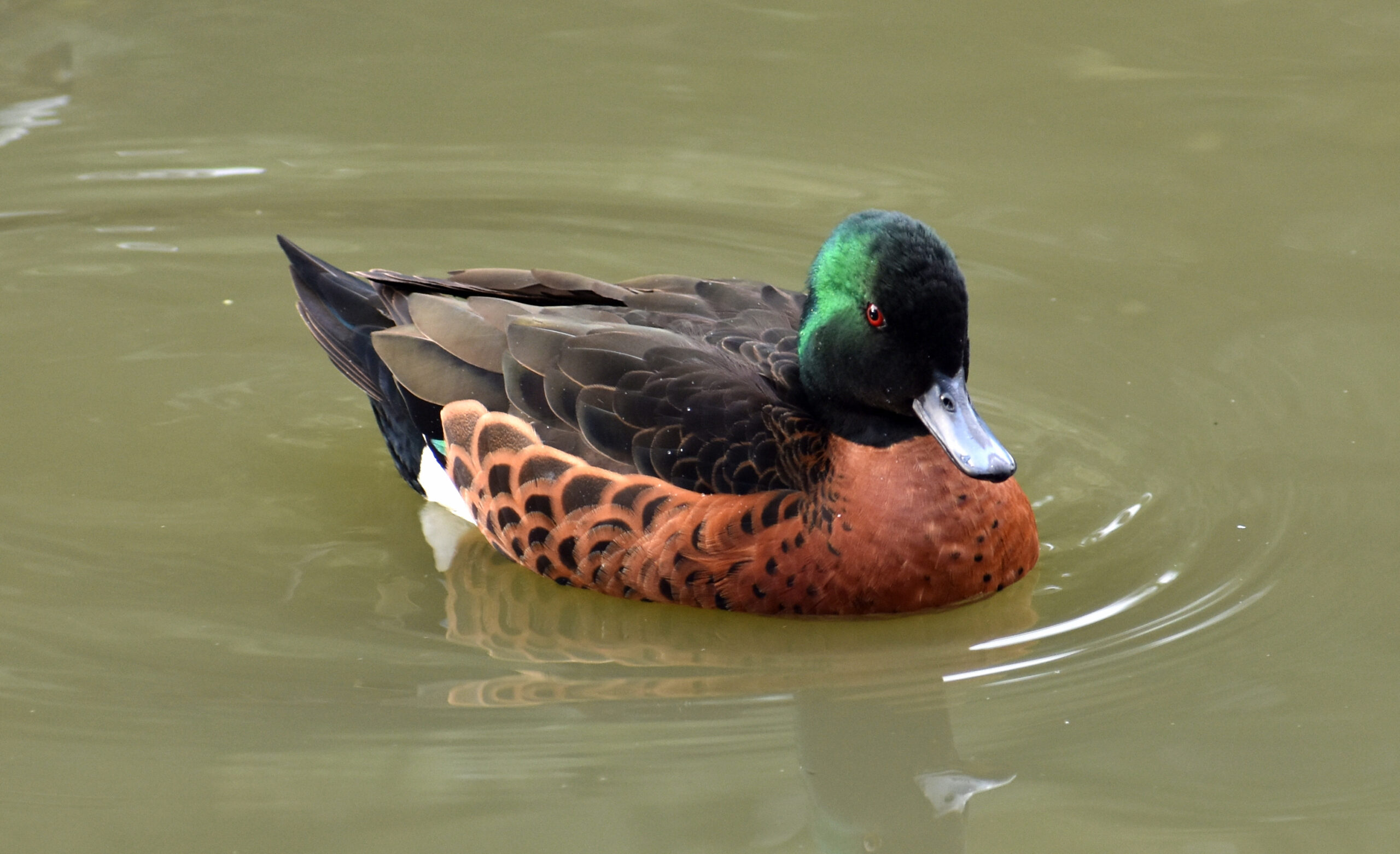 A chestnut teal duck floating on water