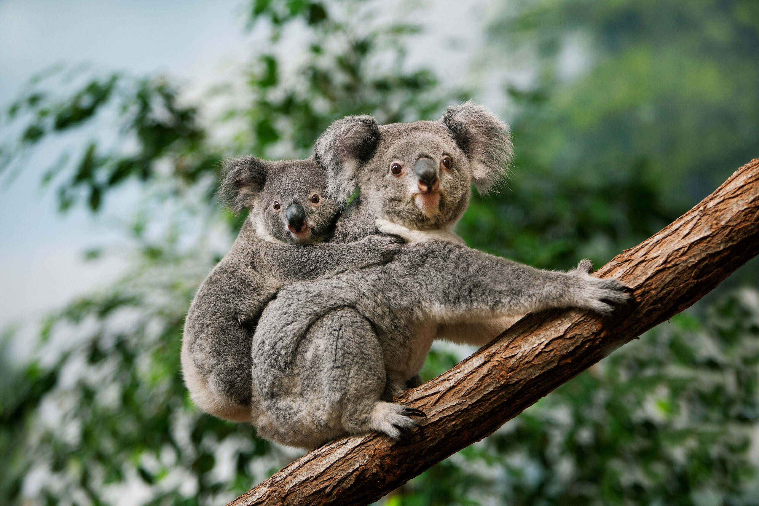 Wildlife: adult koala in a tree with baby on back